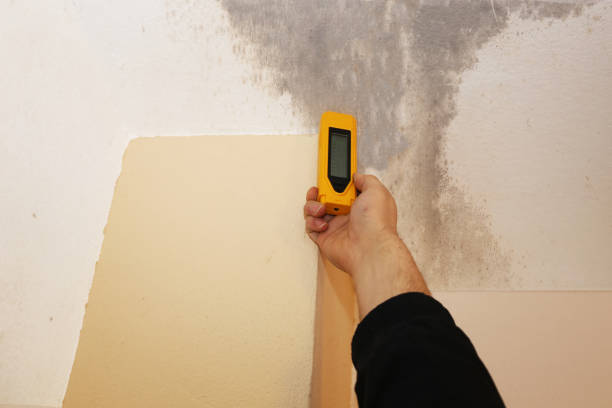 Best Attic Mold Removal  in Blackwater, AZ