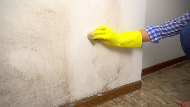Best Mold Prevention Services  in Blackwater, AZ