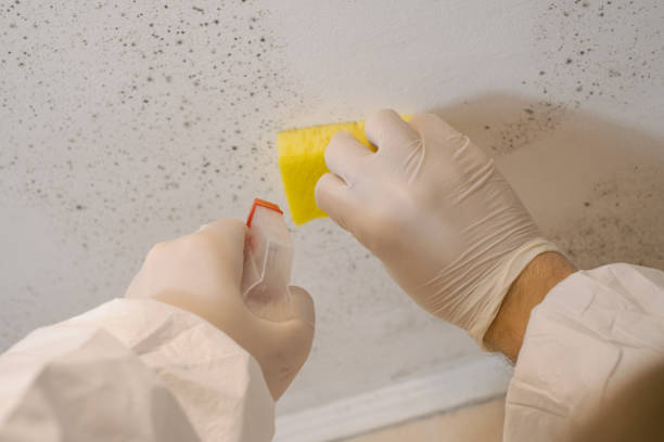 Environmental Consulting for Mold Prevention in Blackwater, AZ
