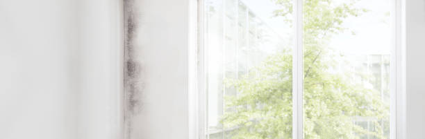  Blackwater, AZ Mold Removal Pros