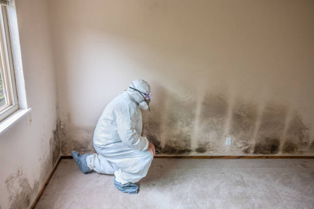 Best Commercial Mold Inspection  in Blackwater, AZ
