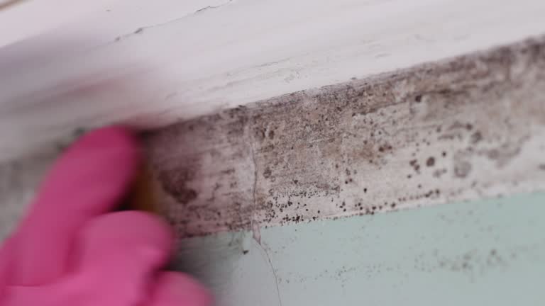 Best Mold-Related Health Consultation  in Blackwater, AZ